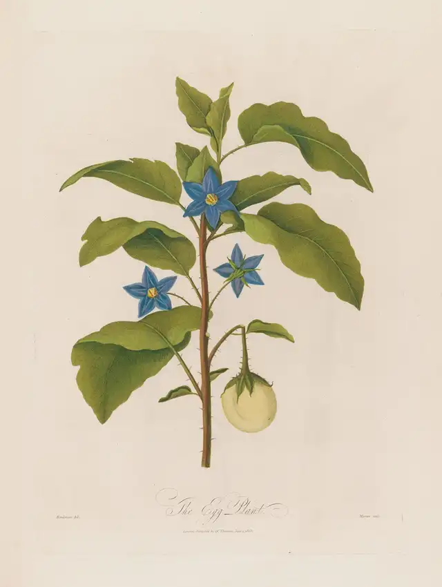 A historical botanical illustration of an eggplant